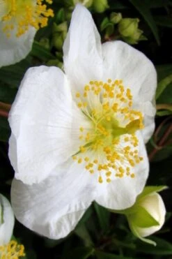 Elizabeth Bush Anemone (Carpentaria Californica) - 5 Gallon Pot -Leafy Joy Shop carpentaria californica elizabeth bush anemone 5