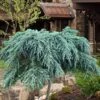 Feelin Blue Deodar Cedar (Single Trunk Tree Form) - 2 Gallon Pot 2 Feelin Blue Deodar Cedar (Single Trunk Tree Form) - 2 Gallon Pot -Leafy Joy Shop cedrus deodar feelin blue deodar cedar tree 100