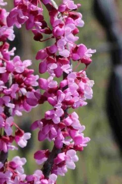 Traveller Weeping Redbud Tree - 7 Gallon Pot -Leafy Joy Shop cercis canadensis travelers pink weeping redbud 6