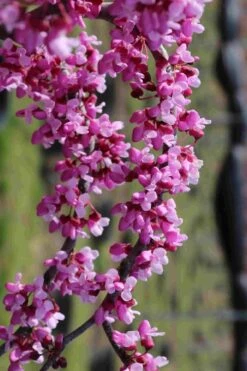 Traveller Weeping Redbud Tree - 7 Gallon Pot -Leafy Joy Shop cercis canadensis travelers pink weeping redbud 7