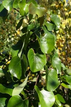 Traveller Weeping Redbud Tree - 7 Gallon Pot -Leafy Joy Shop cercis canadensis travelers pink weeping redbud 8