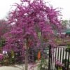 Traveller Weeping Redbud Tree - 7 Gallon Pot -Leafy Joy Shop cercis canadensis travellers pink weeping redbud 3