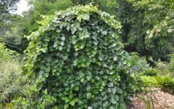 Traveller Weeping Redbud Tree - 7 Gallon Pot -Leafy Joy Shop cercis canadensis travellers pink weeping redbud 4