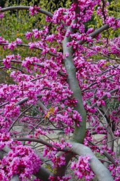 Traveller Weeping Redbud Tree - 7 Gallon Pot -Leafy Joy Shop cercis canadensis travellers pink weeping redbud 5