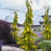 Filip's Golden Tears Lawson Cypress - 1 Gallon Pot -Leafy Joy Shop chamaecyparis lawsoniana filips golden tears lawson cypress 6