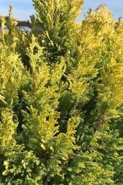 Golden Surprise Lawson Cypress - 2 Gallon Pot -Leafy Joy Shop chamaecyparis lawsoniana golden surprise lawson cypress 5