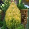 Golden Surprise Lawson Cypress - 2 Gallon Pot 1 Golden Surprise Lawson Cypress - 2 Gallon Pot -Leafy Joy Shop chamaecyparis lawsoniana goldev surprise lawson cypress 2