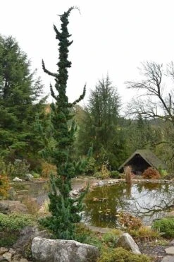 Wissel's Saguaro Lawson Cypress - 1 Gallon Pot -Leafy Joy Shop chamaecyparis lawsoniani wissels saguaro cypress 4 1