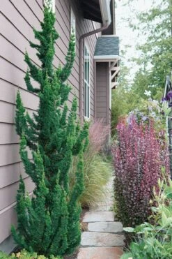 Wissel's Saguaro Lawson Cypress - 1 Gallon Pot -Leafy Joy Shop chamaecyparis lawsoniani wissels saguaro cypress 5 1