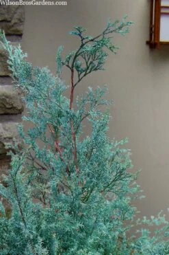 Blue Feathers Hinoki Cypress - 3 Gallon Pot -Leafy Joy Shop chamaecyparis obtusa blue feathers hinoki cypress 1 1