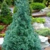 Blue Feathers Hinoki Cypress - 1 Gallon Pot -Leafy Joy Shop chamaecyparis obtusa blue feathers hinoki false cypress 10