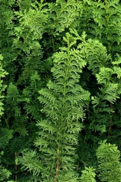 Fernspray Hinoki Cypress - 3 Gallon Pot -Leafy Joy Shop chamaecyparis obtusa filicoides fernspray hinoki cypress 2