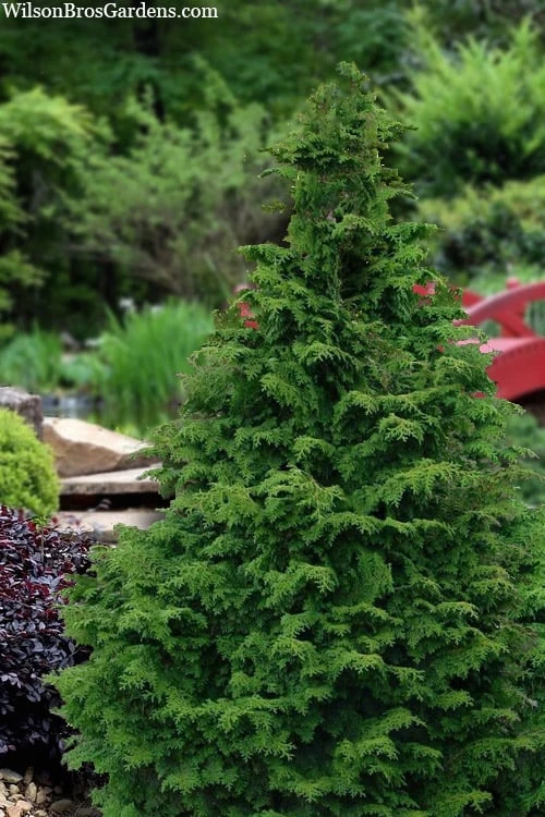 Koster Hinoki Cypress - 1 Gallon Pot 3 Koster Hinoki Cypress - 1 Gallon Pot