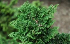 Koster Hinoki Cypress - 1 Gallon Pot 9 Koster Hinoki Cypress - 1 Gallon Pot -Leafy Joy Shop chamaecyparis obtusa kosteri hinoki cypress 2