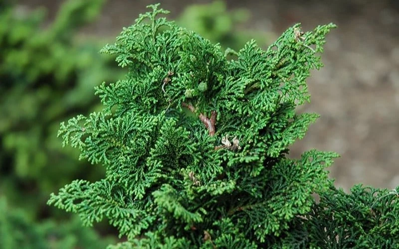 Koster Hinoki Cypress - 1 Gallon Pot 6 Koster Hinoki Cypress - 1 Gallon Pot - Image 4