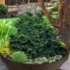 Leprechaun Miniature Hinoki Cypress (Chameacyparis Obtusa) - 1 Gallon Pot -Leafy Joy Shop chamaecyparis obtusa leprechaun dwarf hinoki cypress 3