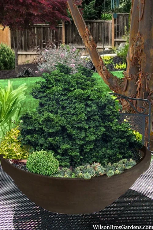 Leprechaun Miniature Hinoki Cypress (Chameacyparis Obtusa) - 1 Gallon Pot 3 Leprechaun Miniature Hinoki Cypress (Chameacyparis Obtusa) - 1 Gallon Pot