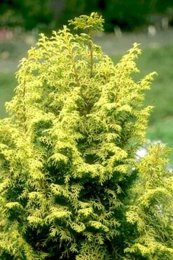 Spirited Golden Hinoki Cypress - 1 Gallon Pot 11 Spirited Golden Hinoki Cypress - 1 Gallon Pot -Leafy Joy Shop chamaecyparis obtusa spirited hinoki cypress 1