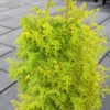 Spirited Golden Hinoki Cypress - 1 Gallon Pot -Leafy Joy Shop chamaecyparis obtusa spirited hinoki cypress 3