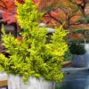 Golden Fernspray Hinoki Cypress - 3 Gallon Pot -Leafy Joy Shop chamaecyparis obtusa tetragona aurea hinoki cypress 12