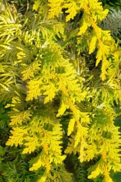 Golden Fernspray Hinoki Cypress - 3 Gallon Pot -Leafy Joy Shop chamaecyparis obtusa tetragona aurea hinoki cypress 5