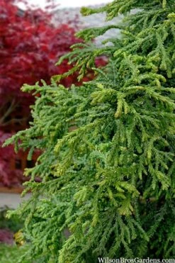 Dwarf Twisted Hinoki Cypress (Chameacyparis Obtusa 'Torulosa Nana') - 3 Gallon Pot 10 Dwarf Twisted Hinoki Cypress (Chameacyparis Obtusa 'Torulosa Nana') - 3 Gallon Pot -Leafy Joy Shop chamaecyparis obtusa torulosa nana 5