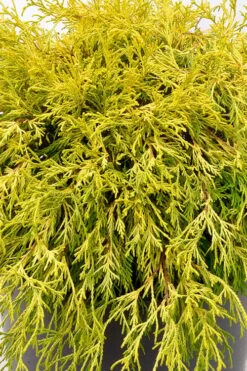 Gold Mop Threadleaf Cypress Tree (Standard Topiary) - 5 Gallon Pot -Leafy Joy Shop chamaecyparis pisifera gold mop single trunk topiary tree 2