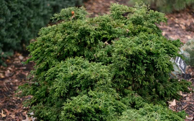 Dwarf Twisted Hinoki Cypress (Chameacyparis Obtusa 'Torulosa Nana') - 3 Gallon Pot 7 Dwarf Twisted Hinoki Cypress (Chameacyparis Obtusa 'Torulosa Nana') - 3 Gallon Pot - Image 5