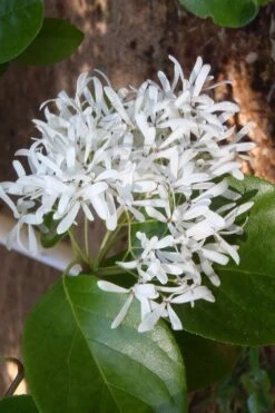 Tokyo Tower Chinese Fringe Tree (Chionanthus Retusus) - 7 Gallon Pot (4-5') -Leafy Joy Shop chionanthus retusus tokyo tower chinese fringe tree 4 1