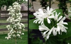 Tokyo Tower Chinese Fringe Tree (Chionanthus Retusus) - 7 Gallon Pot (4-5') -Leafy Joy Shop chionanthus retusus tokyo tower chinese fringe tree 6 1