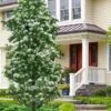 Tokyo Tower Chinese Fringe Tree (Chionanthus Retusus) - 7 Gallon Pot (5-6') -Leafy Joy Shop chionanthus retusus tokyo tower chinese fringe tree 7