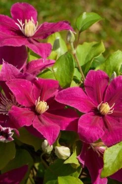 Acropolis Clematis - 1 Gallon Pot 11 Acropolis Clematis - 1 Gallon Pot -Leafy Joy Shop clematis acropolis 5