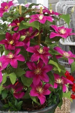 Acropolis Clematis - 1 Gallon Pot 10 Acropolis Clematis - 1 Gallon Pot -Leafy Joy Shop clematis acropolis 7