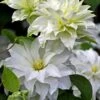 Arctic Queen Clematis - 1 Gallon Pot -Leafy Joy Shop clematis arctic queen 10