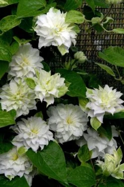 Arctic Queen Clematis - 1 Gallon Pot -Leafy Joy Shop clematis arctic queen 12