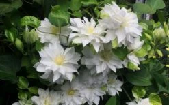 Arctic Queen Clematis - 1 Gallon Pot -Leafy Joy Shop clematis arctic queen 5
