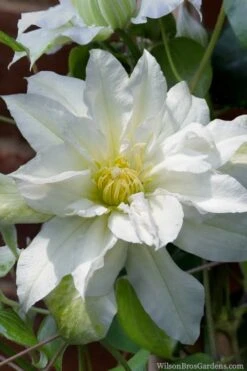 Arctic Queen Clematis - 1 Gallon Pot -Leafy Joy Shop clematis arctic queen 8