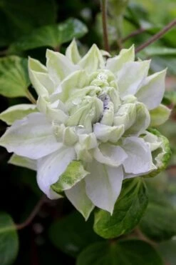 Arctic Queen Clematis - 1 Gallon Pot -Leafy Joy Shop clematis arctic queen 9