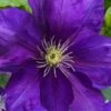 Duchess Of Cornwall Clematis- 1 Gallon Pot -Leafy Joy Shop clematis duchess of cornwall 3
