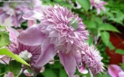 Josephine Clematis - 1 Gallon Pot -Leafy Joy Shop clematis josephine 15