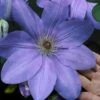 Mrs. Cholmondeley Clematis - 1 Gallon Pot -Leafy Joy Shop clematis mrs cholmondeley 11