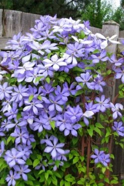 Mrs. Cholmondeley Clematis - 1 Gallon Pot -Leafy Joy Shop clematis mrs cholmondeley 2