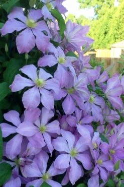Mrs. Cholmondeley Clematis - 1 Gallon Pot -Leafy Joy Shop clematis mrs cholmondeley 8