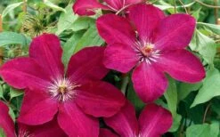 Rouge Cardinal Clematis - 1 Gallon Pot 11 Rouge Cardinal Clematis - 1 Gallon Pot -Leafy Joy Shop clematis rouge cardinal 2