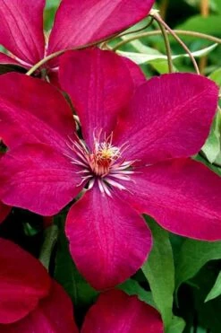 Rouge Cardinal Clematis - 1 Gallon Pot 10 Rouge Cardinal Clematis - 1 Gallon Pot -Leafy Joy Shop clematis rouge cardinal 3