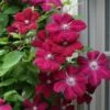 Rouge Cardinal Clematis - 1 Gallon Pot -Leafy Joy Shop clematis rouge cardinal 7