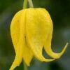 Tangutica Yellow Clematis - 1 Gallon Pot -Leafy Joy Shop clematis tanguitica 6