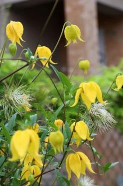 Tangutica Yellow Clematis - 1 Gallon Pot 19 Tangutica Yellow Clematis - 1 Gallon Pot -Leafy Joy Shop clematis tangutica 1