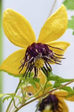 Tangutica Yellow Clematis - 1 Gallon Pot 14 Tangutica Yellow Clematis - 1 Gallon Pot -Leafy Joy Shop clematis tangutica 2