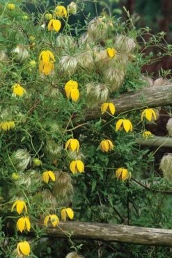 Tangutica Yellow Clematis - 1 Gallon Pot 16 Tangutica Yellow Clematis - 1 Gallon Pot -Leafy Joy Shop clematis tangutica 4